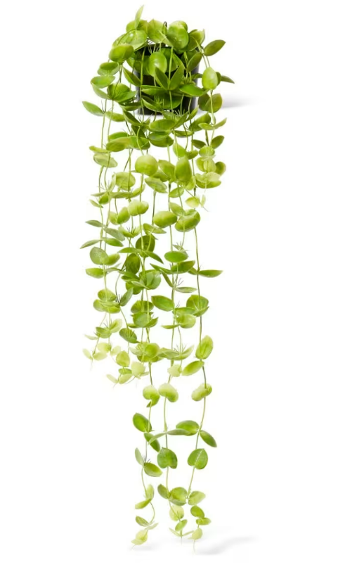 Coin Leaf Hanging Bush Potted - 30 x 30 x 90cm